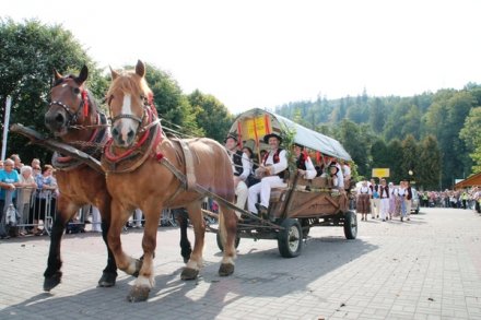  Horse-drawn carriage ride in summer