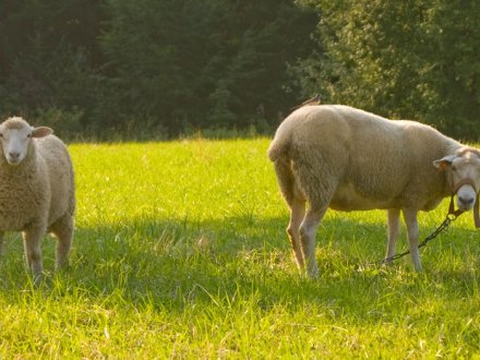 Agroturystyka U Kuliga